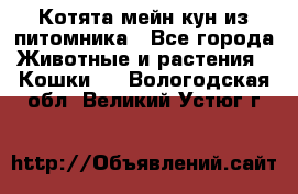 Котята мейн-кун из питомника - Все города Животные и растения » Кошки   . Вологодская обл.,Великий Устюг г.